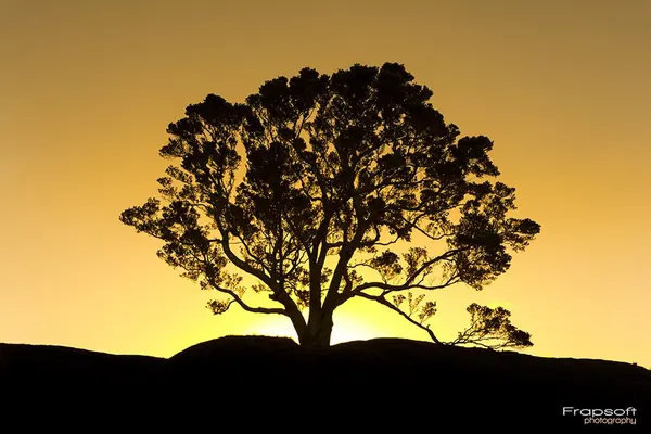 One Tree Hill Domain – Auckland