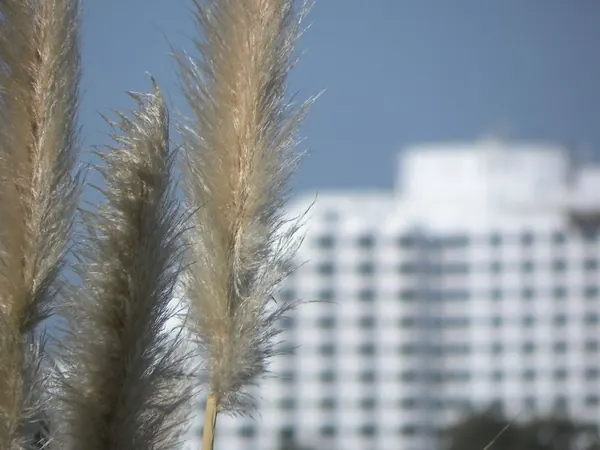 Perth – Free Like a Bird Edition ;) - photo 3