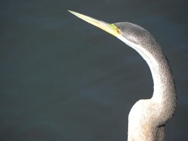 Perth – Free Like a Bird Edition ;) - photo 6