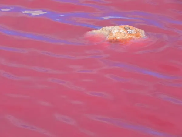 Pink Lake – Crazy :) - photo 4