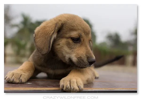 Puppies – Part I