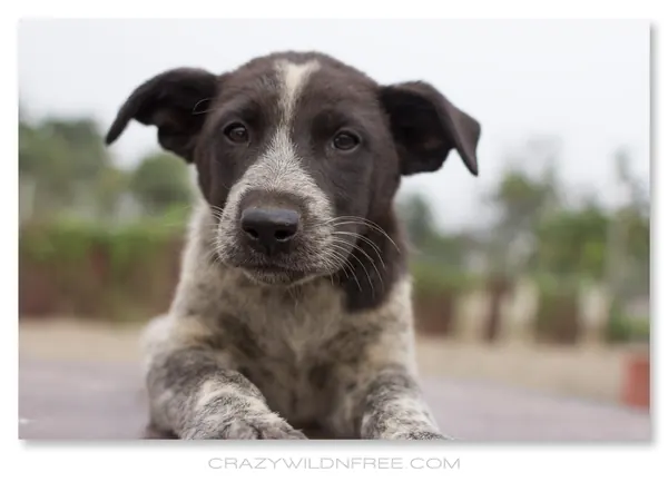 Puppies – Part I - photo 2