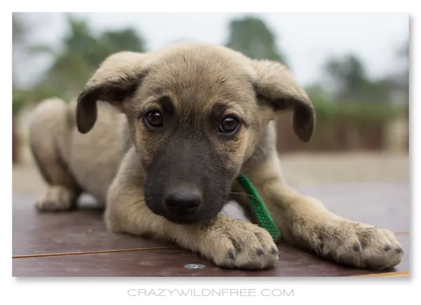 Puppies – Part I - photo 3