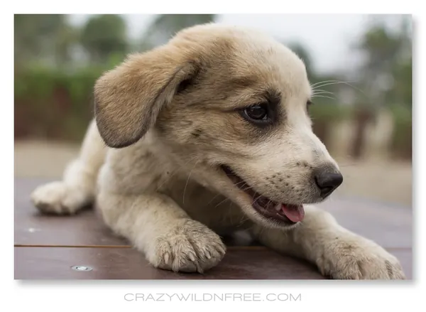 Puppies – Part I - photo 4