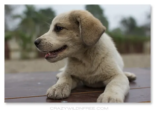 Puppies – Part II