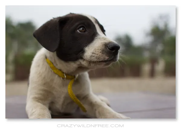 Puppies – Part II - photo 2