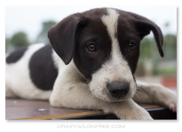 Puppies – Part II - photo 3