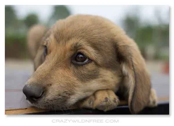 Puppies – Part II - photo 4