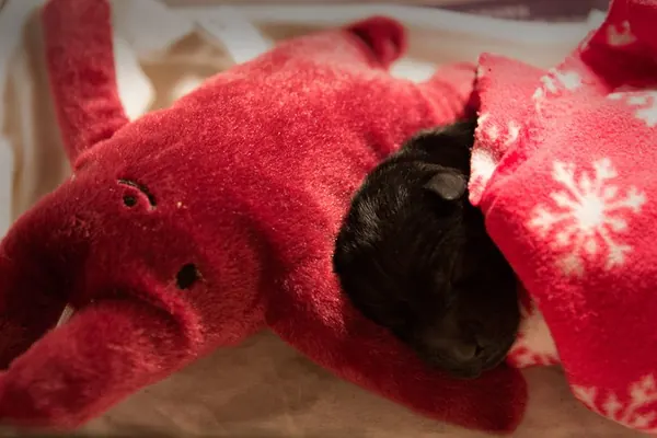 A Sad Story About a Dog I Need to Tell You Guys ...