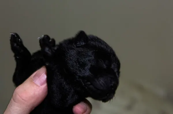 A Sad Story About a Dog I Need to Tell You Guys ... - photo 3