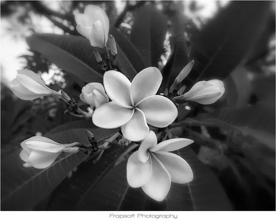 Singapore in Black and White Review - photo 3