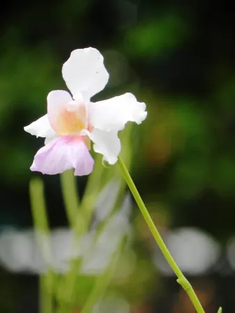 Singapore – Part III - photo 2