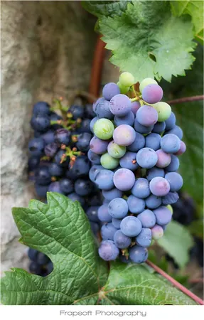 Sommerhausen – Part I - photo 3
