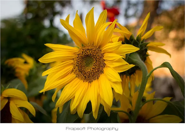 Sommerhausen – Part III - photo 3