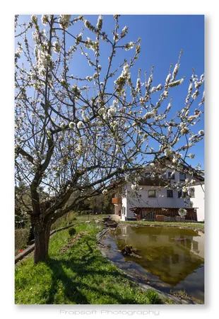 Springtime in Bieringen