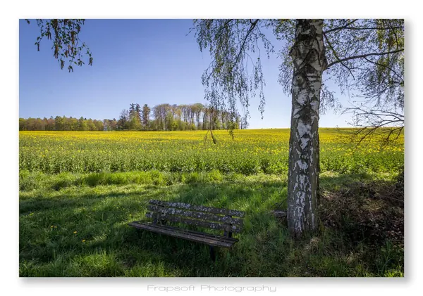 Springtime in Bieringen - photo 4