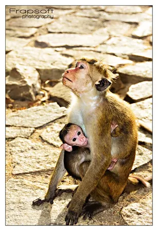 Sri Lanka – Dambulla - photo 3