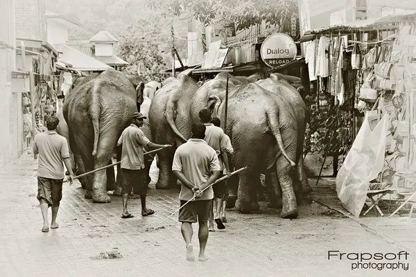 Sri Lanka – Pinnawala Elephant Orphanage