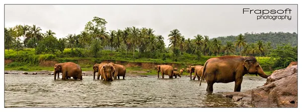 Sri Lanka – Pinnawala Elephant Orphanage - photo 2