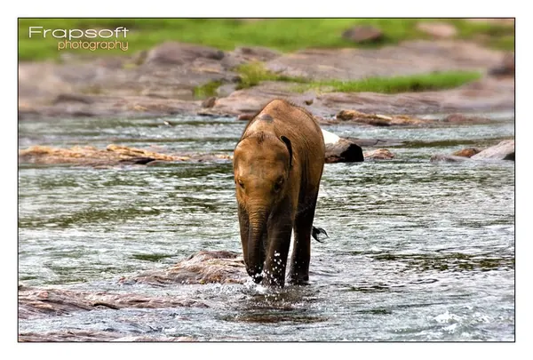 Sri Lanka – Pinnawala Elephant Orphanage - photo 3