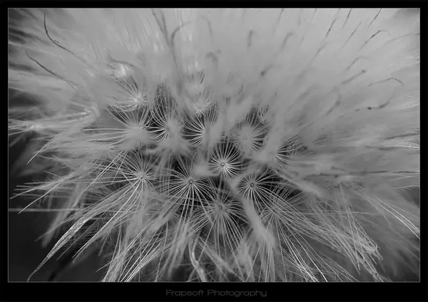 Macro Photography – Te Anau - photo 2
