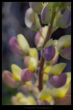 Macro Photography – Te Anau - photo 3
