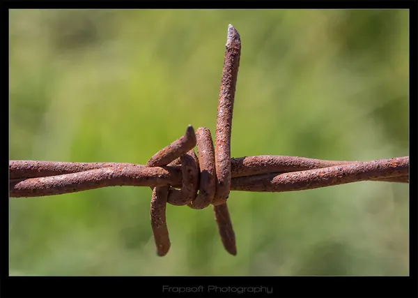 Macro Photography – Te Anau - photo 4
