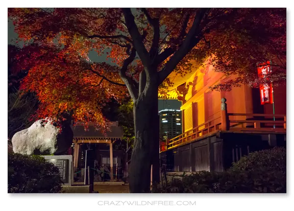 Tokyo City – Part IV - photo 2